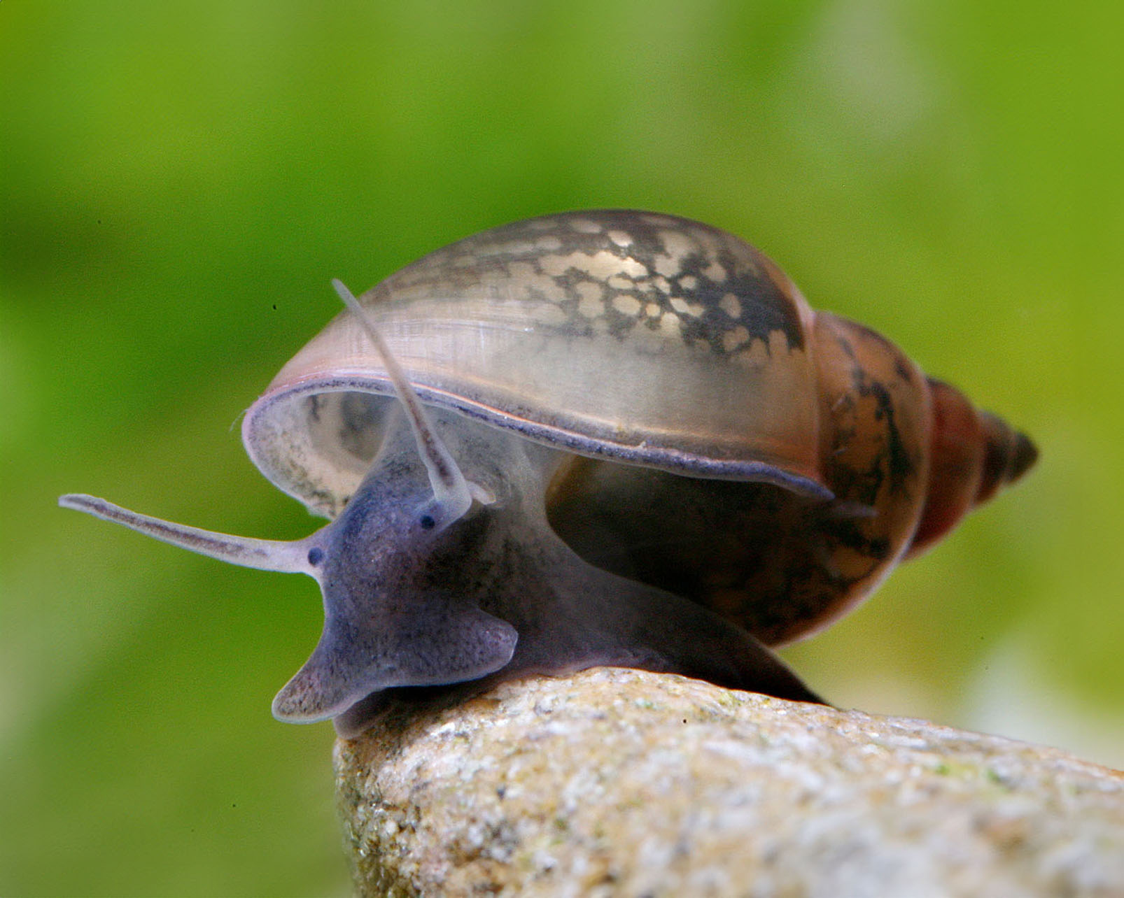 Bubble snail (Physa sp.)